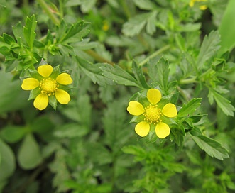 Potentilla supina