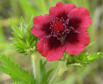 Potentilla thurberi