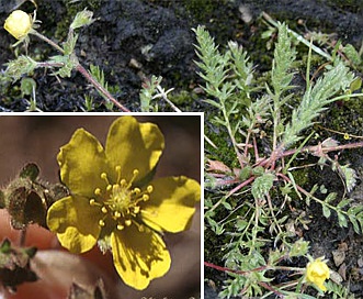 Potentilla versicolor