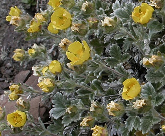 Potentilla villosa