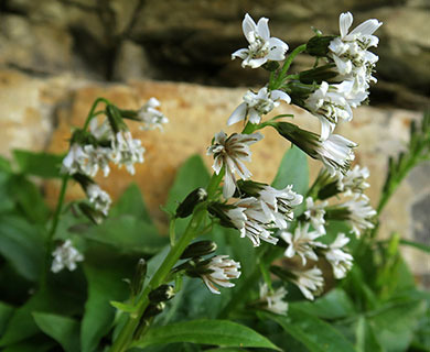 Prenanthes sagittata