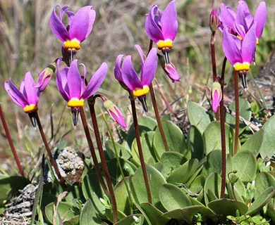 Primula conjugens