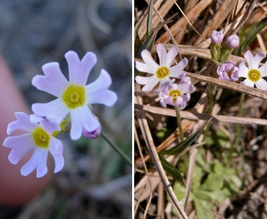 Primula egaliksensis