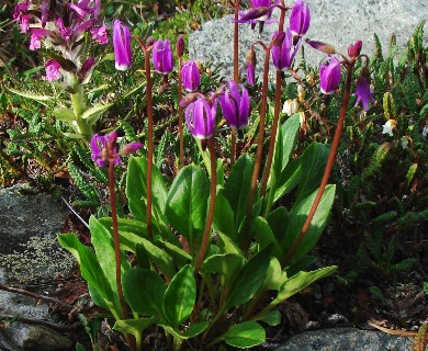 Primula frigida