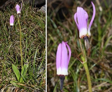 Primula jeffreyi