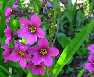 Primula parryi