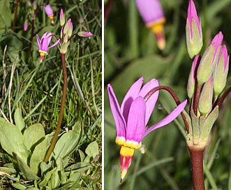 Primula pauciflora