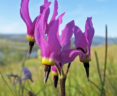 Primula poetica