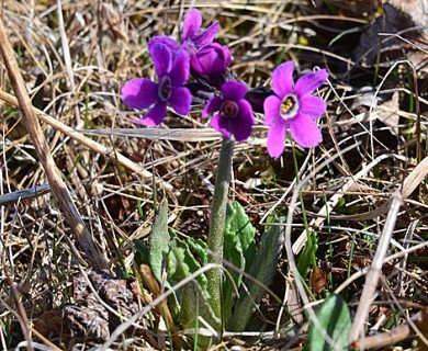 Primula pumila