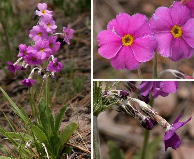 Primula rusbyi