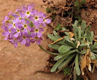 Primula specuicola