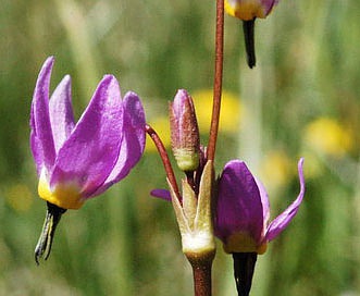 Primula tetrandra