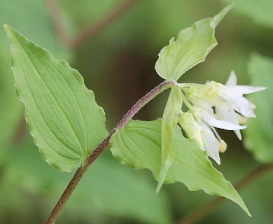 Prosartes hookeri