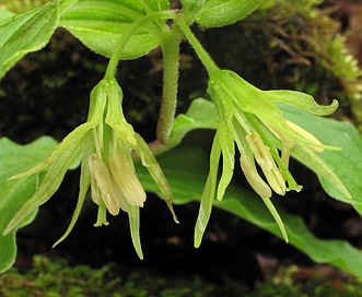 Prosartes lanuginosa