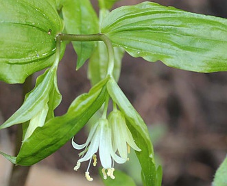 Prosartes trachycarpa