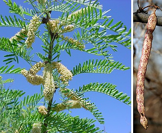 Prosopis glandulosa