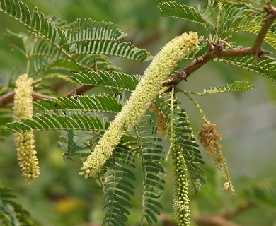 Prosopis juliflora