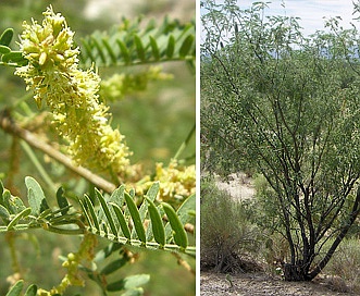 Prosopis velutina