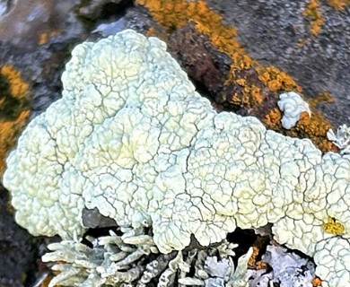 Protoparmeliopsis pinguis