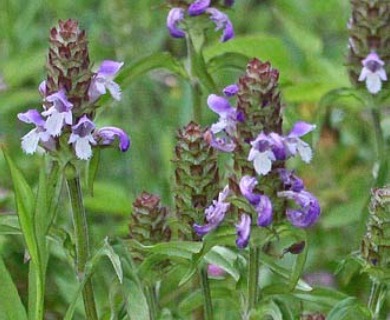 Prunella vulgaris