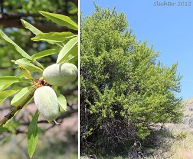 Prunus amygdalus