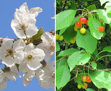 Prunus avium