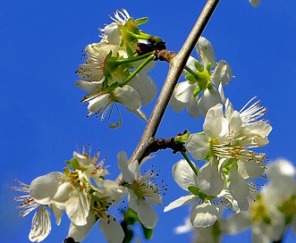 Prunus domestica