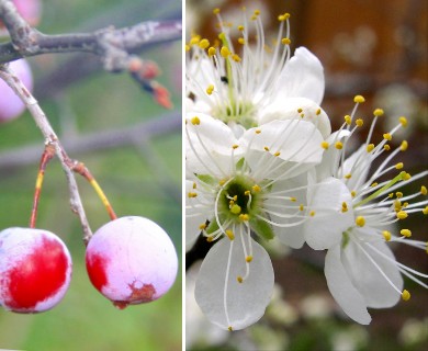 Prunus mexicana