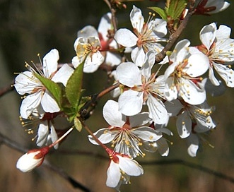 Prunus nigra