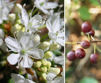 Prunus pumila