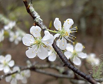 Prunus rivularis