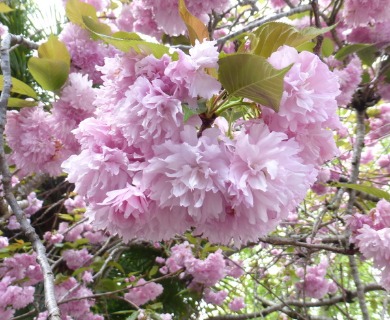 Prunus serrulata