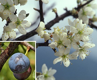 Prunus spinosa