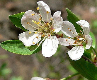 Prunus subcordata