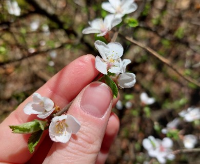 Prunus tomentosa