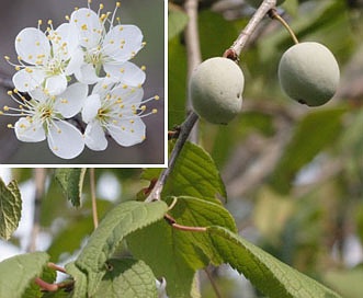 Prunus umbellata