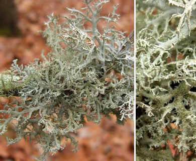 Pseudevernia consocians