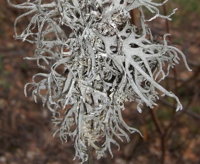 Pseudevernia intensa