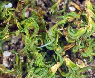 Pseudocrossidium crinitum