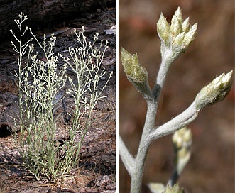 Pseudognaphalium beneolens