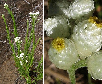 Pseudognaphalium californicum