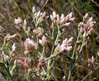 Pseudognaphalium ramosissimum