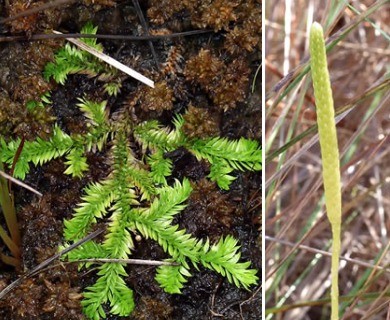 Pseudolycopodiella caroliniana