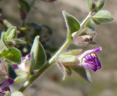 Pseudorontium cyathiferum