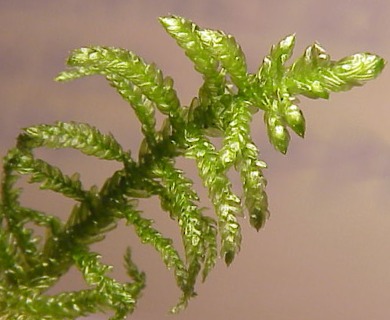 Pseudoscleropodium purum