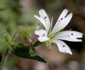 Pseudostellaria jamesiana