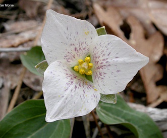 Pseudotrillium rivale