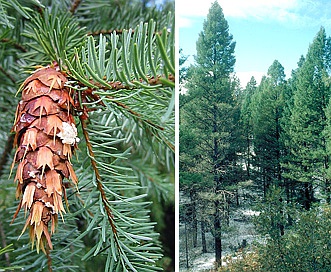 Pseudotsuga menziesii