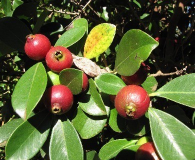 Psidium cattleyanum