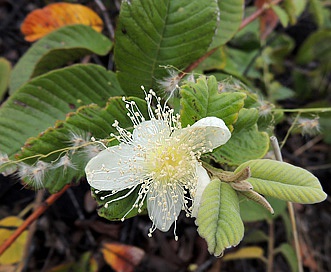 Psidium guajava